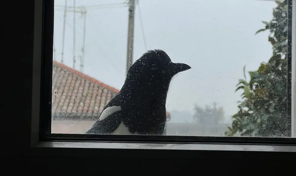 The Magpie